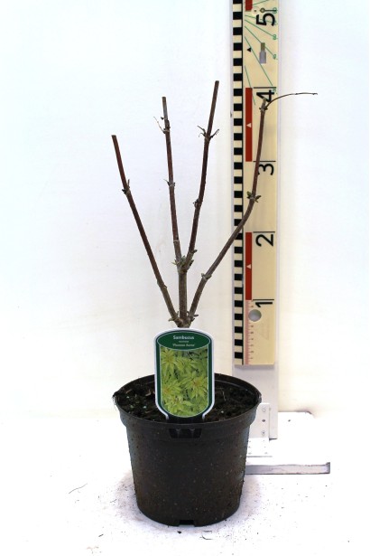 Самбукус Плюмоза Ауреа саджанець  в горщику 3 л